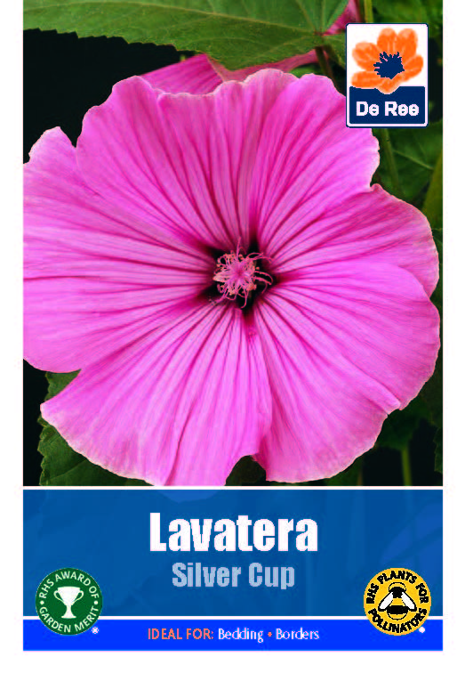 Lavetera Silver Cup - Threaplands