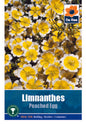 Limnanthes 'Poached Egg' - Threaplands