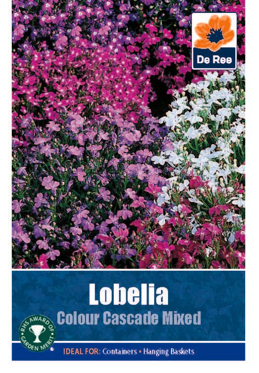 Lobelia Colour cascade - Threaplands
