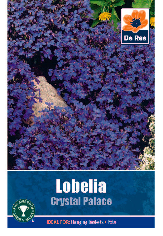 Lobelia Crystal Palace - Threaplands