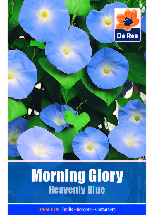 Morning Glory Heavenly Blue - Threaplands
