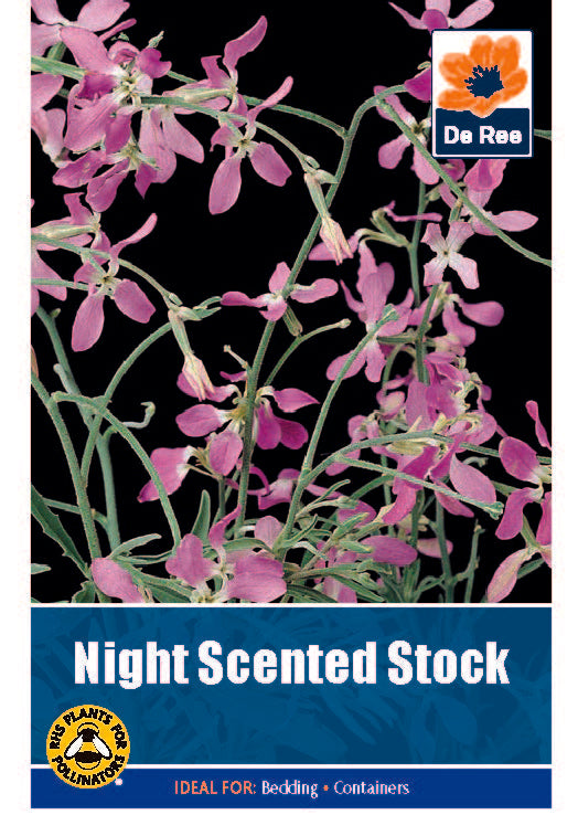 Night Scented Stock - Threaplands