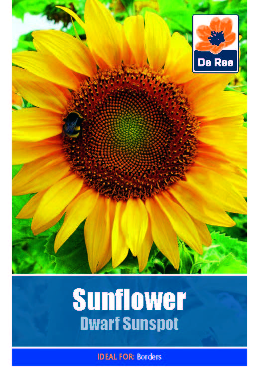 Sunflower Dwarf Sunspot - Threaplands
