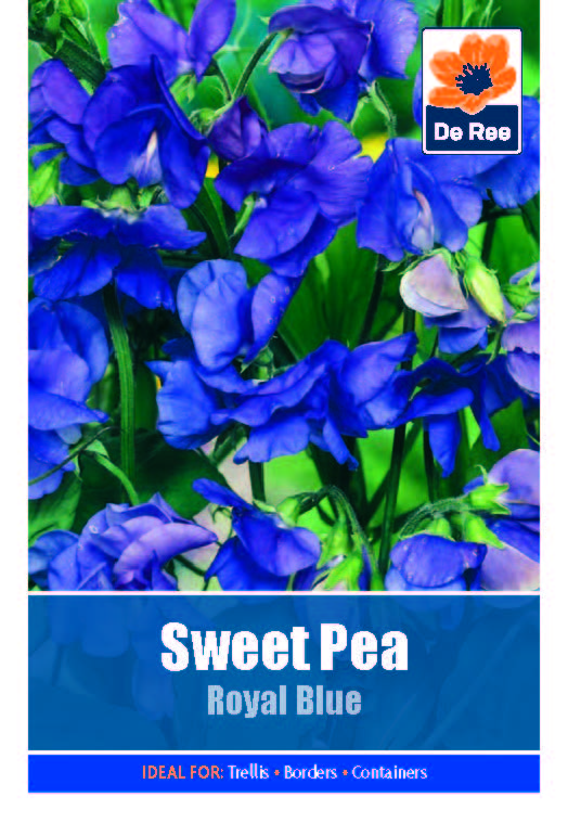 Sweet Pea Royal Blue - Threaplands