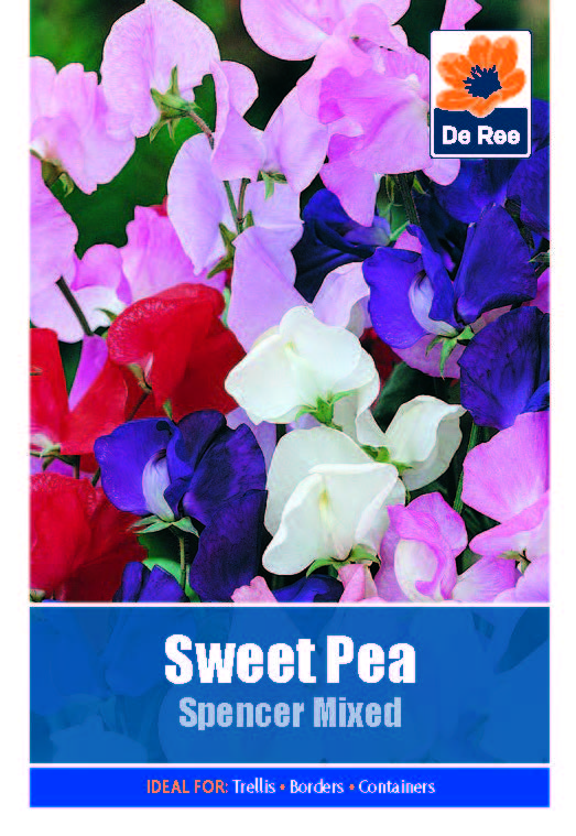 Sweet Pea Spencer - Threaplands