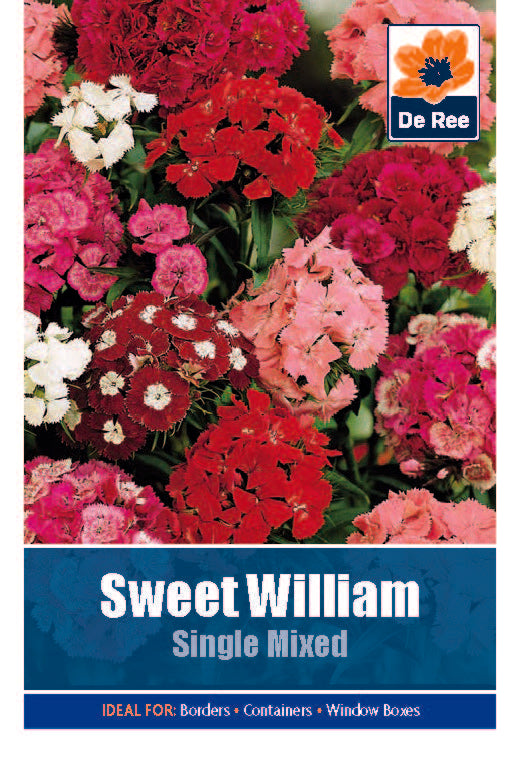 Sweet William Single