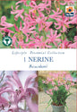 Nerine Bowdenii - Threaplands