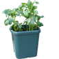 Agralan Potato Pot