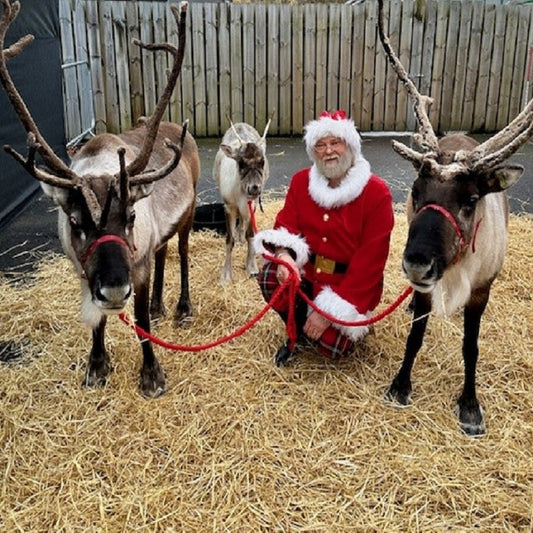 Santa's Reindeer Visit