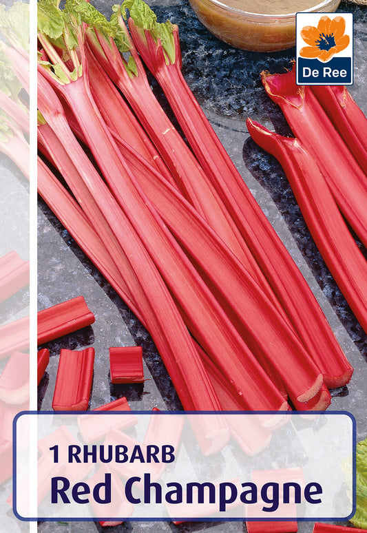 Rhubarb Red Champagne - Threaplands