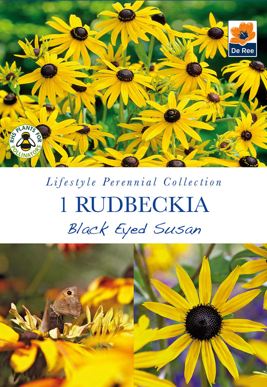 Rudbeckia Black Eyed Susan - Threaplands