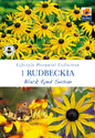 Rudbeckia Black Eyed Susan - Threaplands