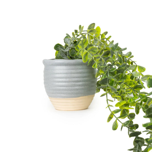 Trailing Succulent in Ceramic Pot