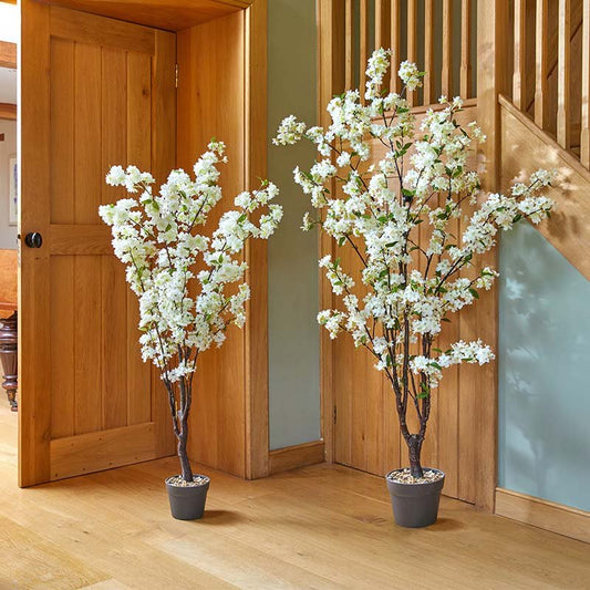White Cherry Tree 170cm