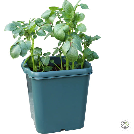 Agralan Potato Pot [optimised-1040-watermarked]