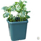 Agralan Potato Pot [optimised-1040-watermarked]