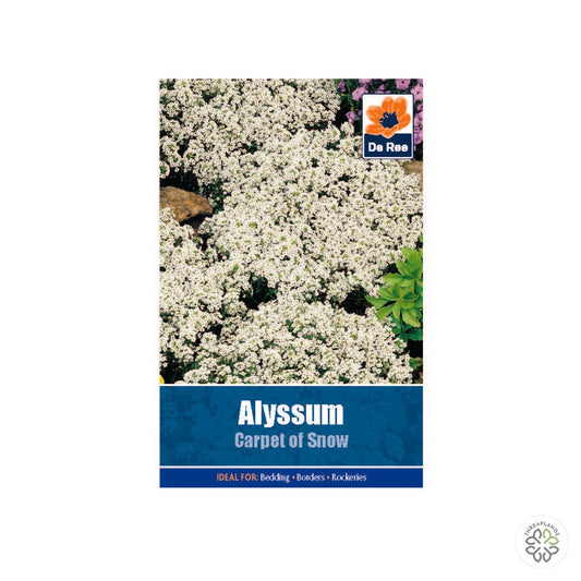 Alyssum Carpet of Snow - Threaplands [optimised-1040-watermarked]
