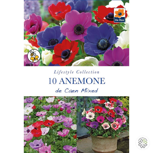 Anemone de Caen Mixed - Threaplands [optimised-1040-watermarked]