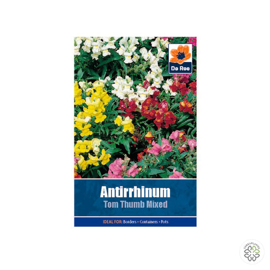 Antirrhinum Tom Thumb Mixd - Threaplands [optimised-1040-watermarked]