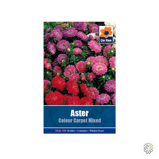Aster Colour Carpet Mixed - Threaplands [optimised-1040-watermarked]