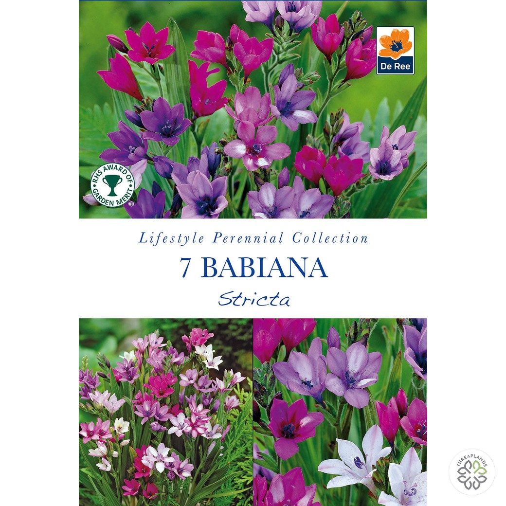 Babiana Stricta - Threaplands [optimised-1040-watermarked]
