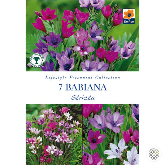 Babiana Stricta - Threaplands [optimised-1040-watermarked]