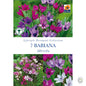 Babiana Stricta - Threaplands [optimised-1040-watermarked]