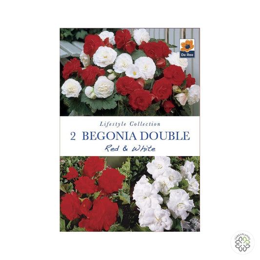 Begonia Double Red & White - Threaplands [optimised-1040-watermarked]