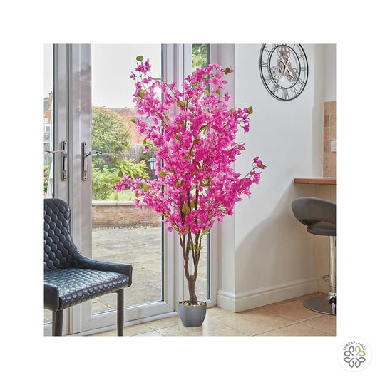 Bougainvillea - 170cm [optimised-1040-watermarked]