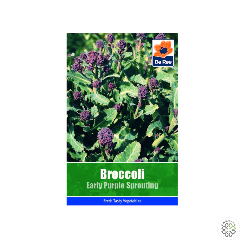 Broccoli Early Purple Sprouting - Threaplands [optimised-1040-watermarked]