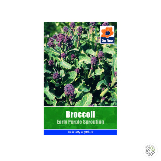 Broccoli Early Purple Sprouting - Threaplands [optimised-1040-watermarked]
