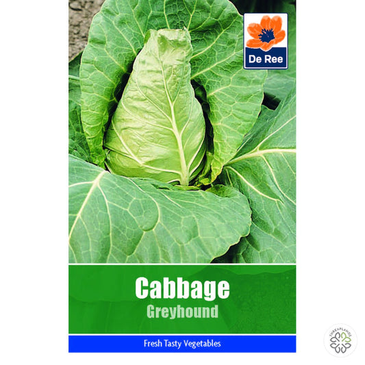 Cabbage Greyhound - Threaplands [optimised-1040-watermarked]