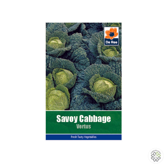 Cabbage Savoy Vertus - Threaplands [optimised-1040-watermarked]