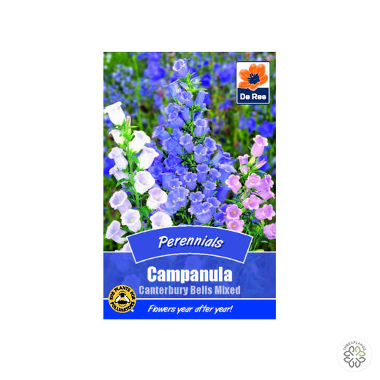 Campanula Canterbury Bells Mxd - Threaplands [optimised-1040-watermarked]