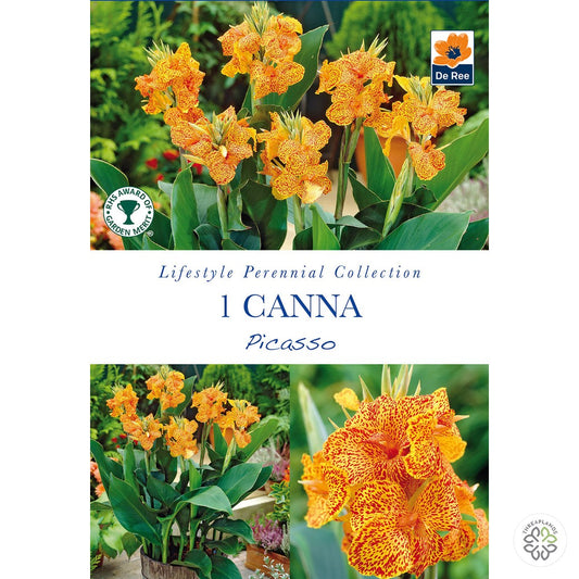 Canna Picasso - Threaplands [optimised-1040-watermarked]