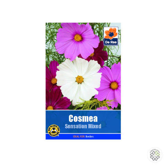 Cosmea Sensation Mixed - Threaplands [optimised-1040-watermarked]