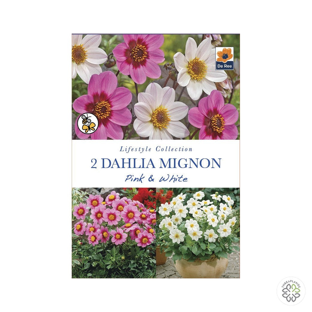 Dahlia Mignon Pink & White - Threaplands [optimised-1040-watermarked]