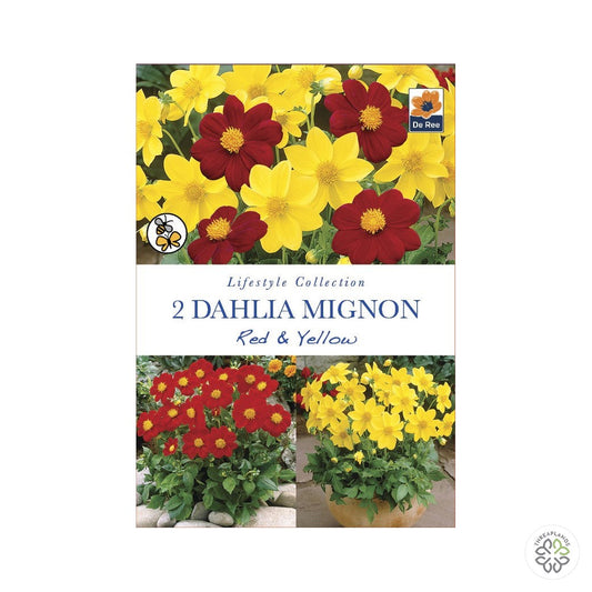 Dahlia Mignon Red & Yellow - Threaplands [optimised-1040-watermarked]