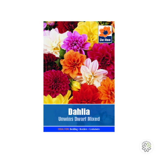 Dahlia Unwins Dwarf Mixed - Threaplands [optimised-1040-watermarked]