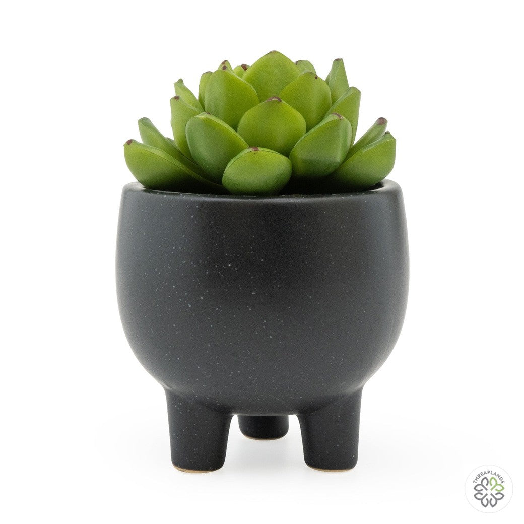 Echiveria Succulent In Ceramic Pot [optimised-1040-watermarked]