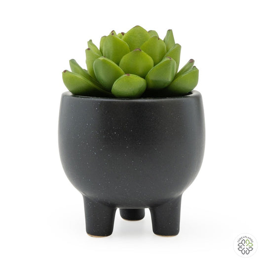 Echiveria Succulent In Ceramic Pot [optimised-1040-watermarked]