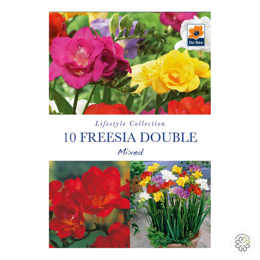Freesia Double Mixed - Threaplands [optimised-1040-watermarked]