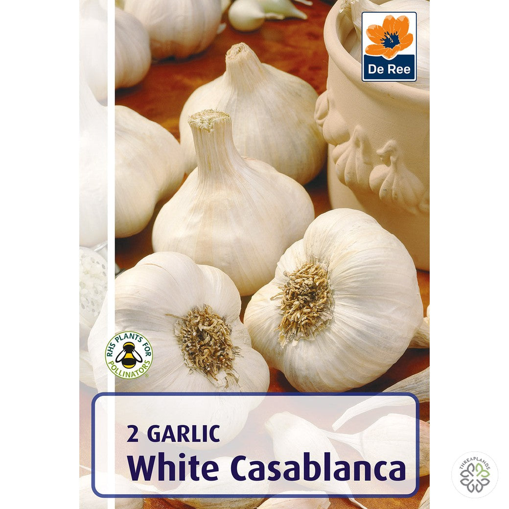 Garlic White Casablanca - Threaplands [optimised-1040-watermarked]