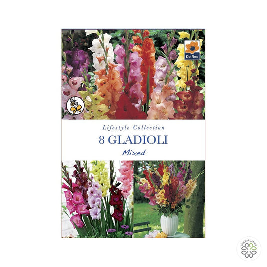 Gladioli Mixed - Threaplands [optimised-1040-watermarked]