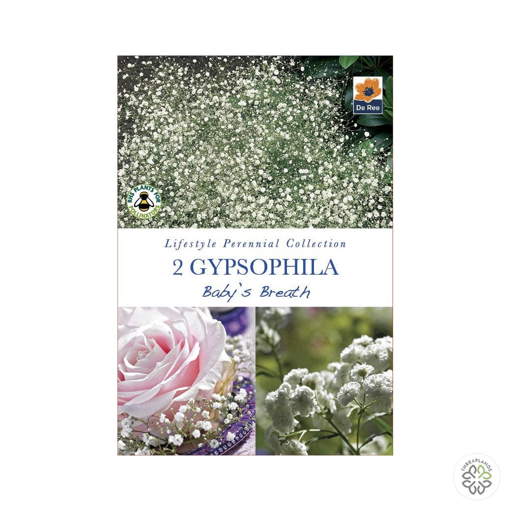 Gypsophila Baby's Breath - Threaplands [optimised-1040-watermarked]