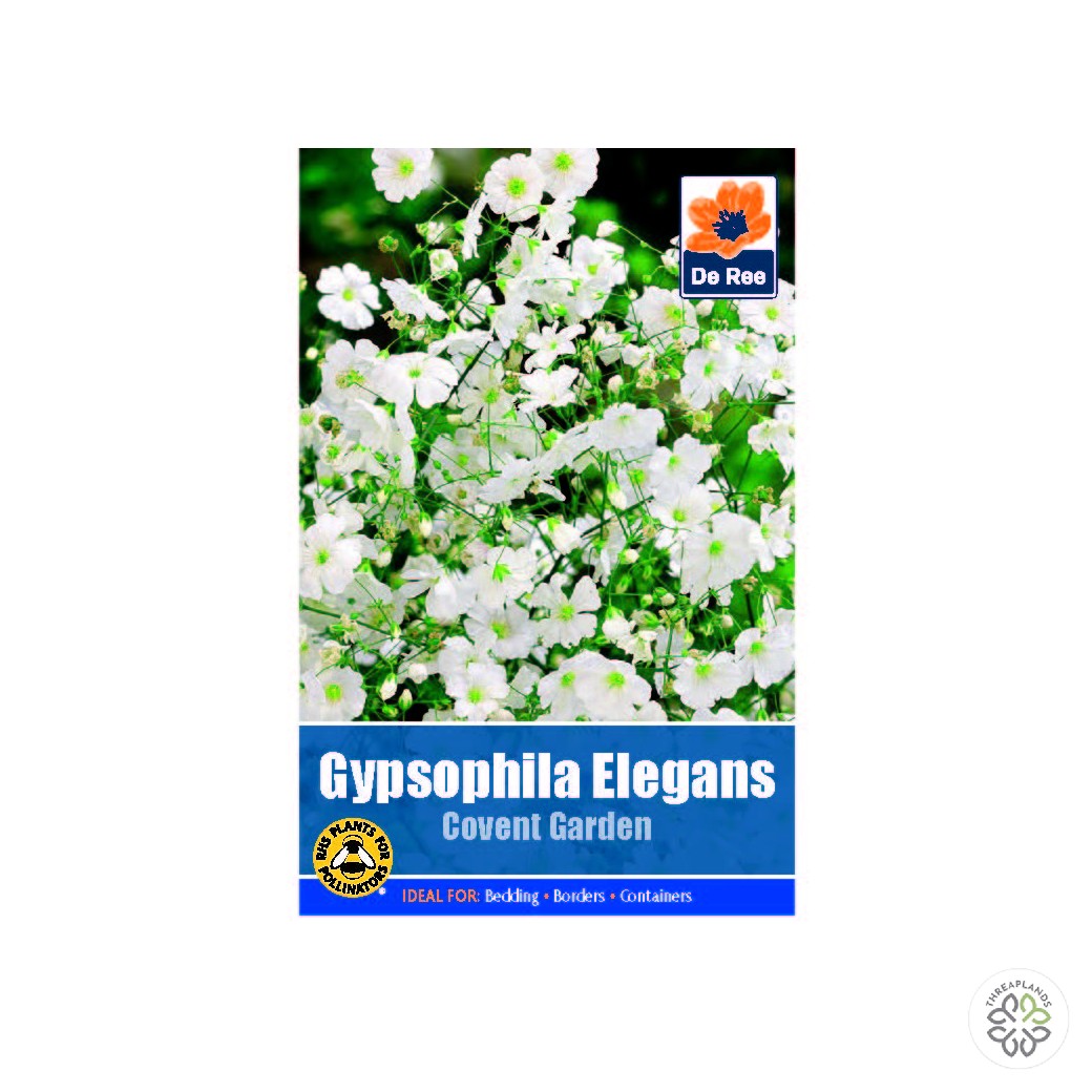 Gypsophilia Elegans White - Threaplands [optimised-1040-watermarked]