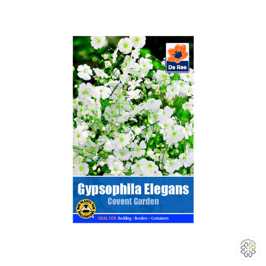 Gypsophilia Elegans White - Threaplands [optimised-1040-watermarked]