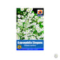 Gypsophilia Elegans White - Threaplands [optimised-1040-watermarked]