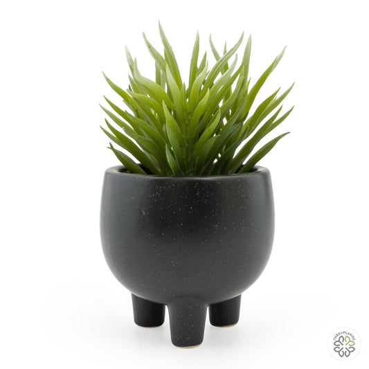 Ice Plant Succulent In Ceramic Pot [optimised-1040-watermarked]