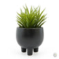 Ice Plant Succulent In Ceramic Pot [optimised-1040-watermarked]